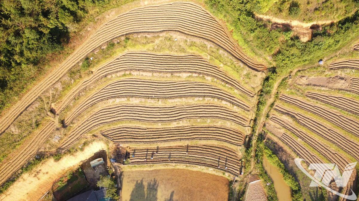 Những cánh đồng khoai lang mật ở Ngân Sơn được canh tác theo quy trình kỹ thuật, bảo đảm chất lượng và giữ gìn hương vị đặc trưng của vùng cao.