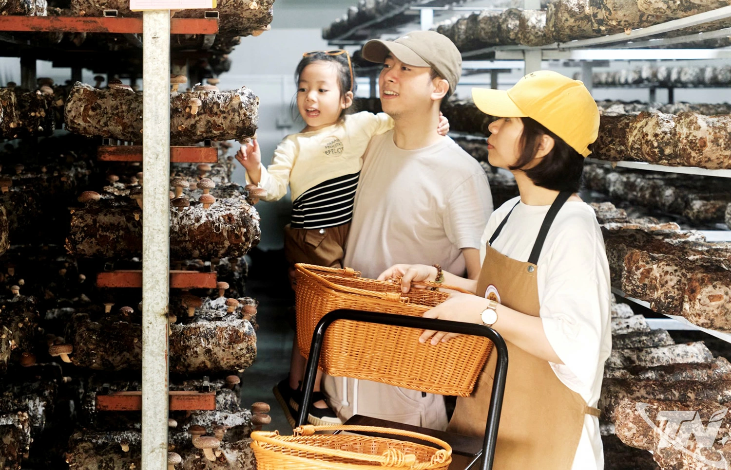 Khách hàng chọn mua sản phẩm nấm của Công ty   TNHH Công nghệ sinh học Phú Gia (xã Đại Phúc).