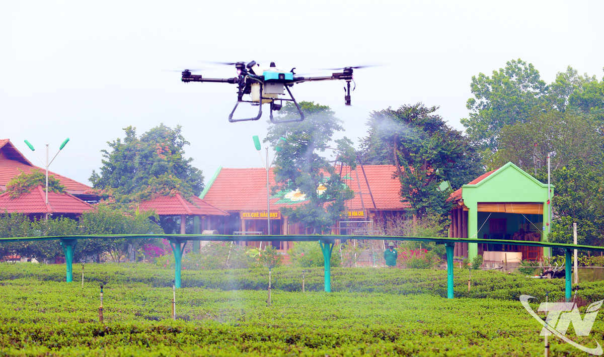 Sử dụng thiết bị bay không người lái để chăm sóc cây chè tại HTX chè Hảo Đạt.