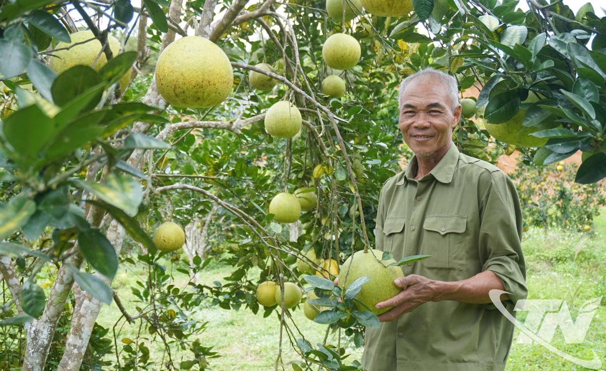 Ông Nguyễn Văn Bắc, ở thôn Khuổi Nà (xã Xuân Dương) là một trong những hộ trồng cây ăn quả có múi với diện tích lớn của địa phương.