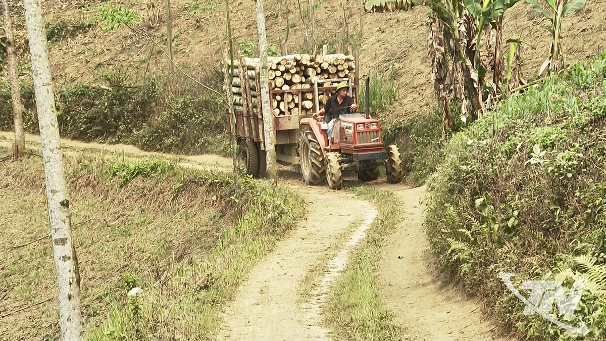 Những chuyến xe tắc - tơ vận chuyển gỗ rừng trồng đến các xưởng gỗ Bóc tại thôn Mỹ Vy.