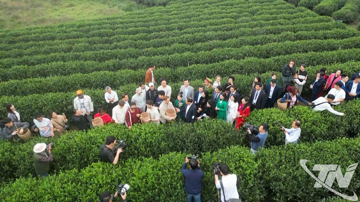 Hoạt động trải nghiệm h&aacute;i ch&egrave; thu h&uacute;t sự quan t&acirc;m của l&atilde;nh đạo tỉnh, nghệ nh&acirc;n v&agrave; du kh&aacute;ch tại v&ugrave;ng ch&egrave; T&acirc;n Cương.