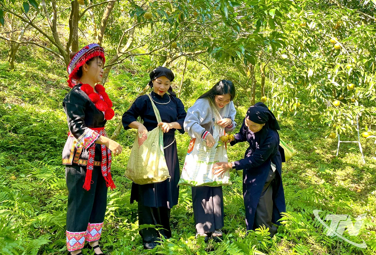  Kath, chị Thơm và bà con tại vườn, nơi những quả quýt chín tỏa hương   ngọt dịu.