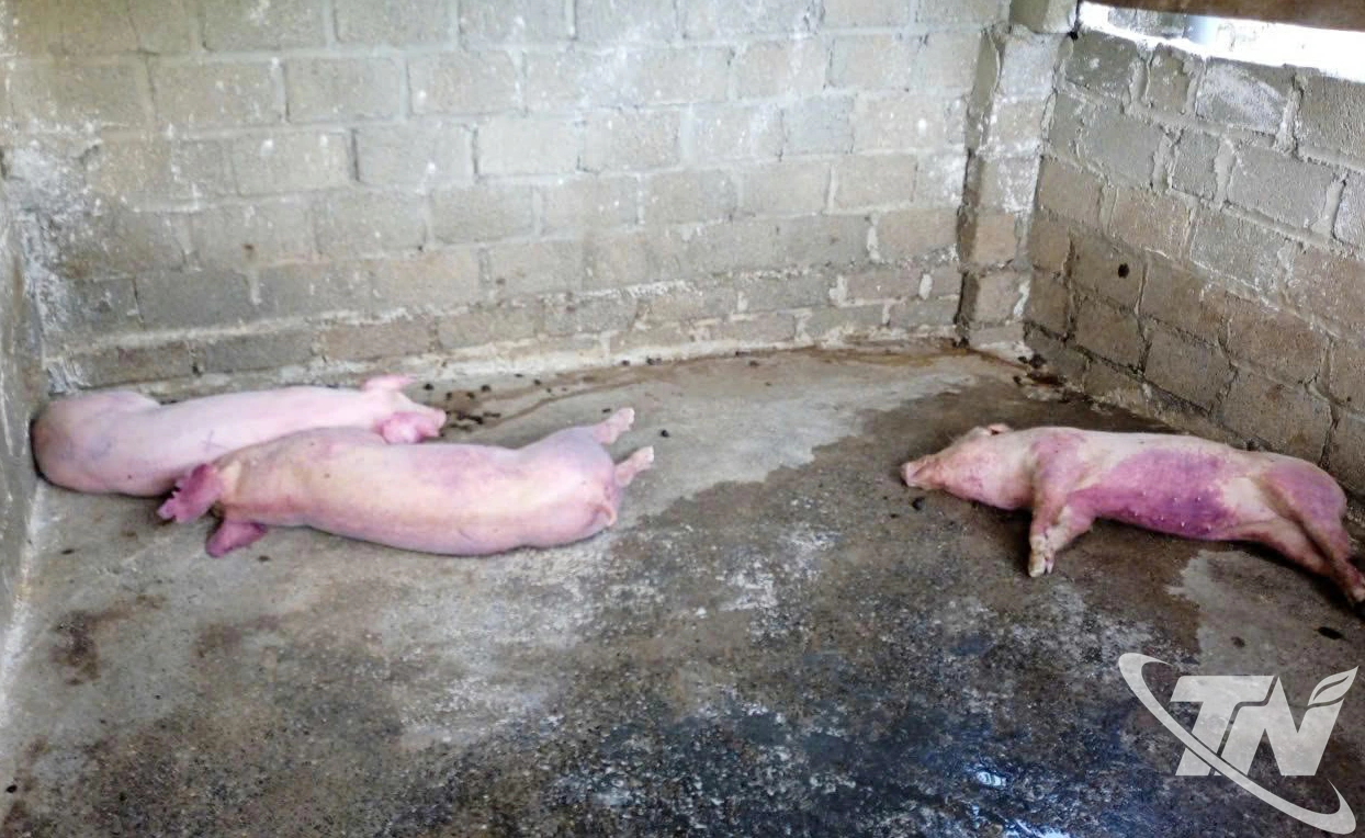 Số lợn mắc bệnh dịch tả lợn châu Phi tại tổ 5C đã được cơ quan chức năng tiêu hủy ngày 12/8/2025.