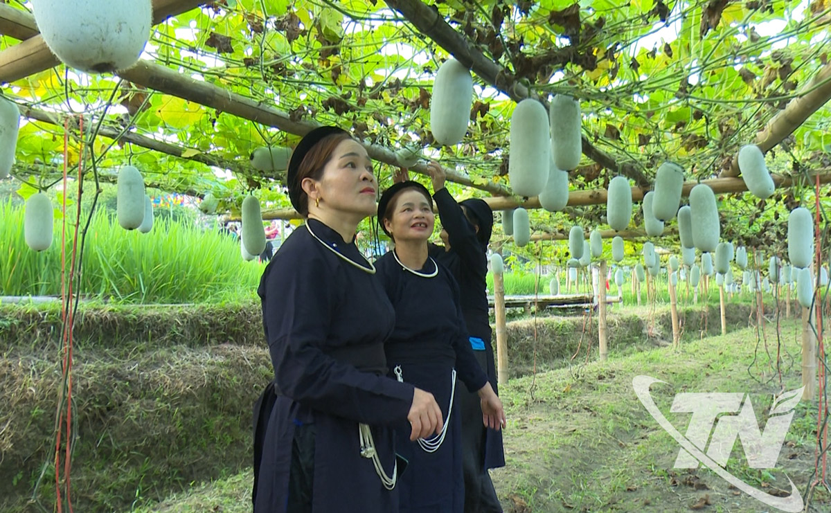 Bí xanh thơm của HTX Yến Dương (xã Phúc Minh) đạt tiêu chuẩn nông nghiệp Nhật Bản JAS cho sản xuất hữu cơ.