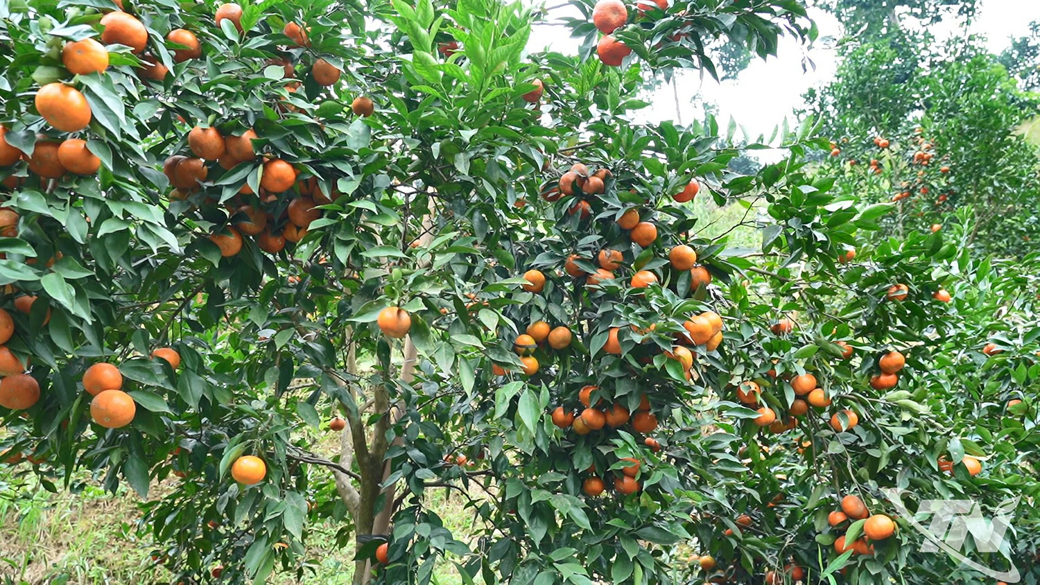 Một g&oacute;c trang trại của anh Vũ Văn Dương.