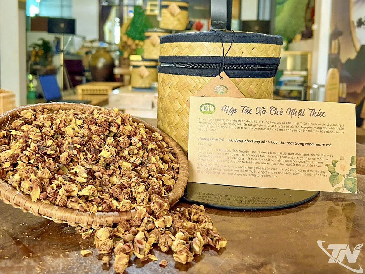 Hoa chè sau khi thu hái về được sao vàng, đóng hộp, là món qùa ý nghĩa tặng người thân, bạn bè.