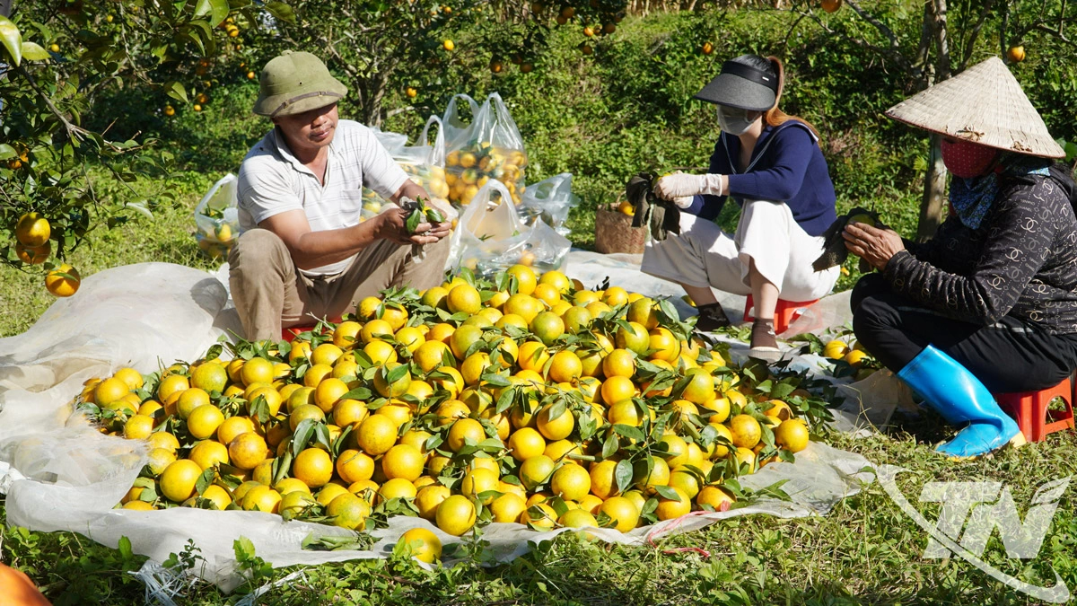 Người dân xã Cường Lợi thu hoạch cam, quýt chính vụ.