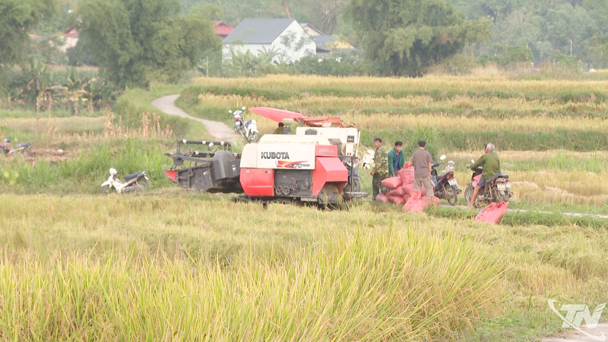 Cơ giới hóa nâng cao năng suất và giảm sức lao động trong canh tác lúa.