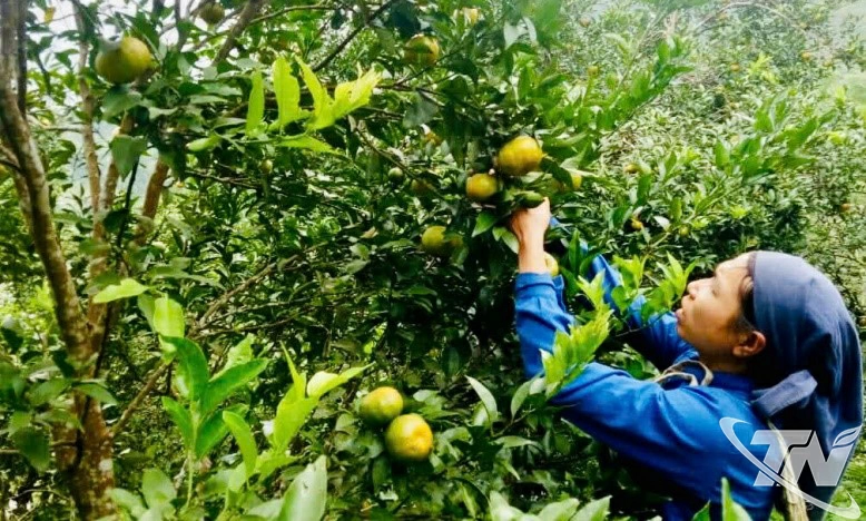 Từ 2ha quýt, gia đình bà Dương Thạch, thôn Hưng Thịnh có thu nhập  hơn 100 triệu đồng/vụ.