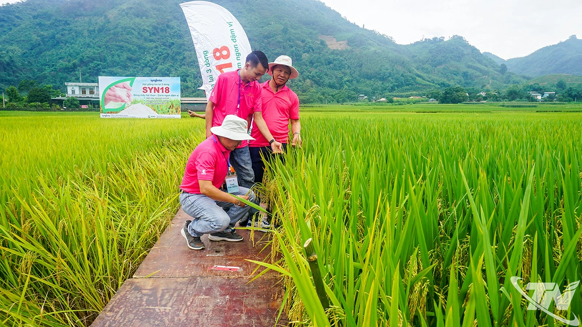 Ngành Nông nghiệp và Môi trường triển khai  cấy khảo nghiệm nhiều mô hình giống lúa mới,  năng suất, chất lượng để khuyến khích  người dân nhân rộng.