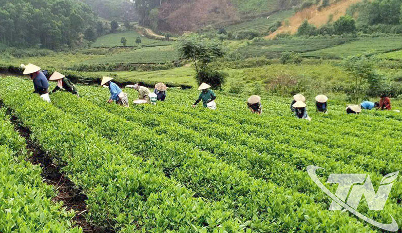 6 tháng đầu năm, toàn tỉnh thành lập mới được 35 HTX và THT