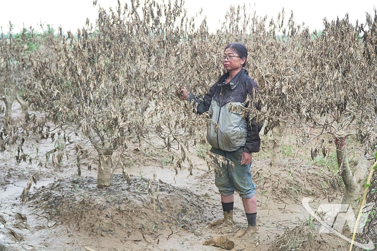 Gia đình bà Nguyễn Thị Hải Hà, ở tổ 5, phường Gia Sàng thiệt hại khoảng 500-600 triệu đồng vườn đào do mưa lũ.