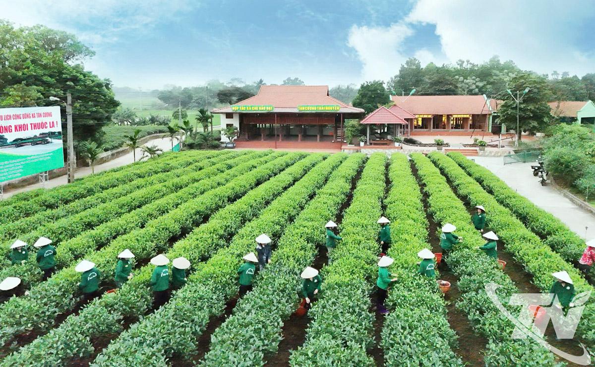 Hiện nay, 96% HTX và doanh nghiệp chè trên địa bàn tỉnh đã được số hóa dữ liệu, hàng trăm héc-ta chè được cấp mã số vùng trồng, đáp ứng yêu cầu xuất khẩu.