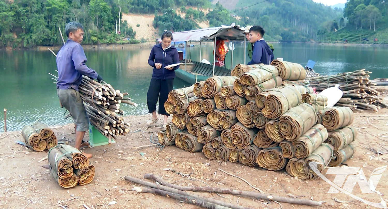 Người dân thôn Bình Minh, xã Na Rì bán quế cho thương lái.