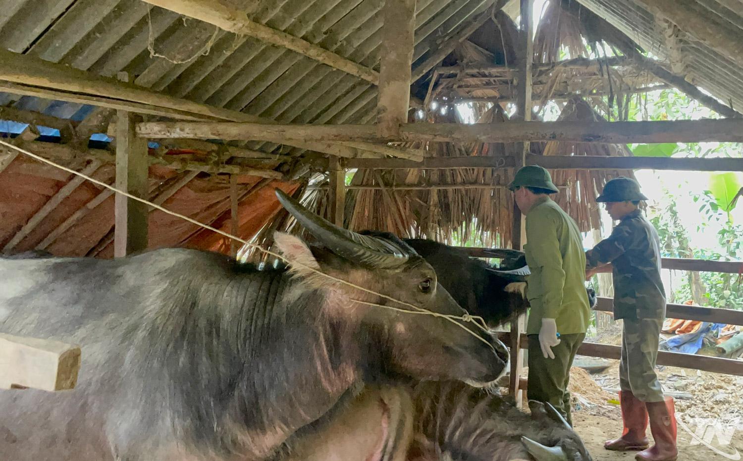 Gia đình ông Ma Văn Trần, ở thôn Đon Mạ (xã Yên Phong) duy trì tiêm   phòng định kỳ 2 lần/năm cho đàn vật nuôi, góp phần nâng cao hiệu quả   phòng, chống dịch bệnh.