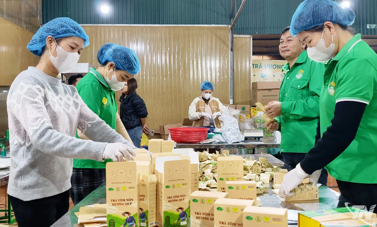 Đóng gói sản phẩm trà tôm nõn Hương Quê đạt chuẩn   OCOP 5 sao HTX nông sản Phú Lương (xã Hợp Thành).