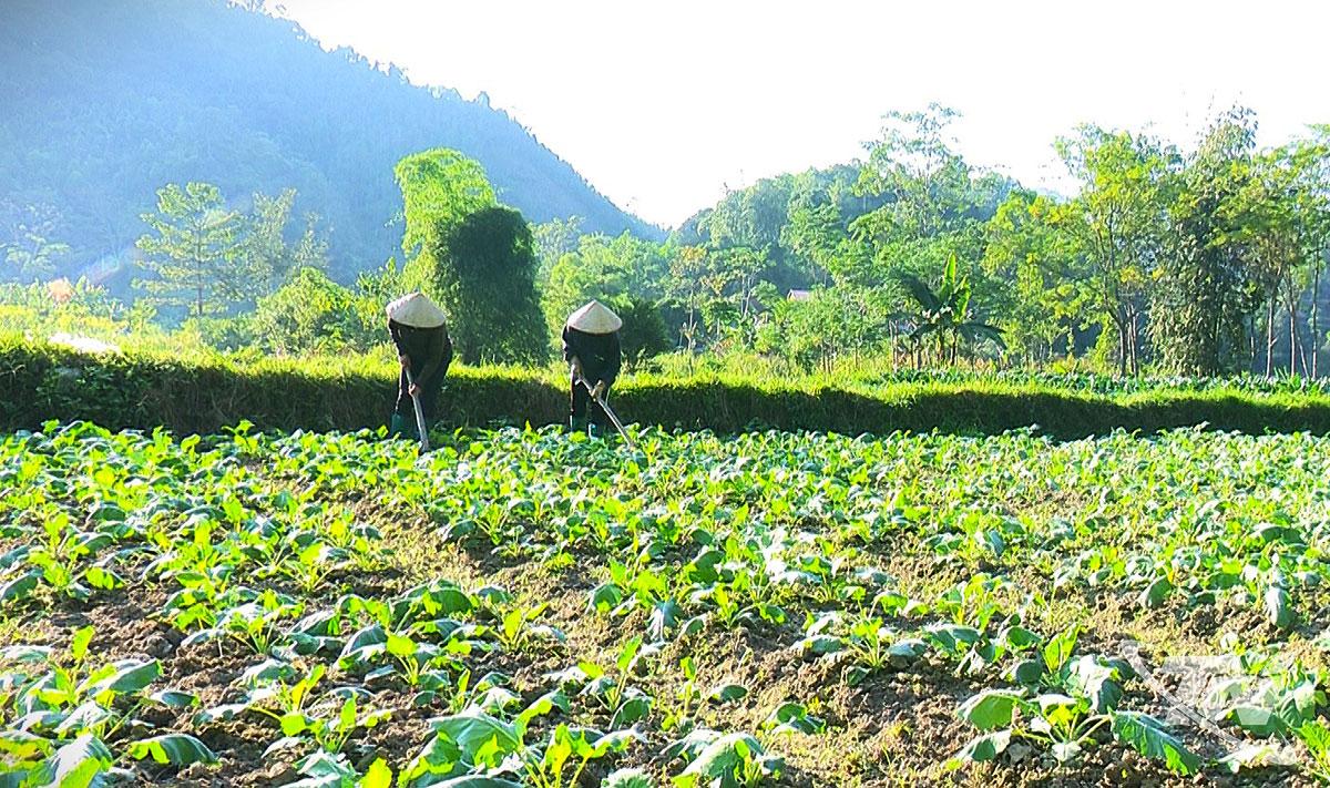 Gia đình chị Triệu Thị Vịnh (ở thôn Nà Váng, xã Phong Quang) chăm sóc rau vụ đông.