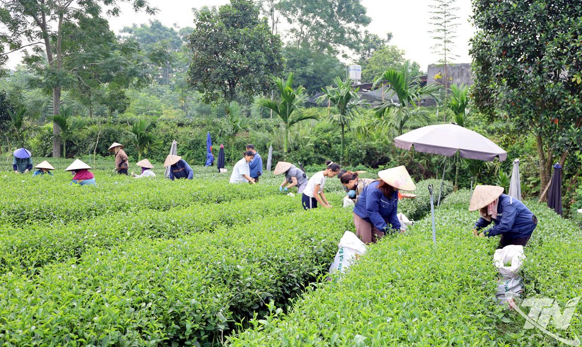 Nông dân Thái Nguyên chủ động ứng dụng khoa học kỹ thuật
