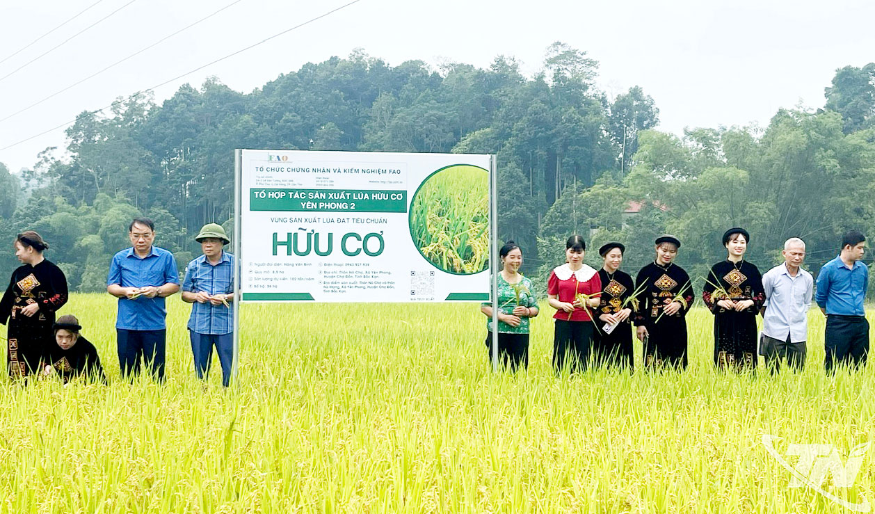 Vùng trồng lúa hữu cơ ở xã Yên Phong chủ yếu sử dụng giống lúa Japonica, đem lại hiệu quả cao.