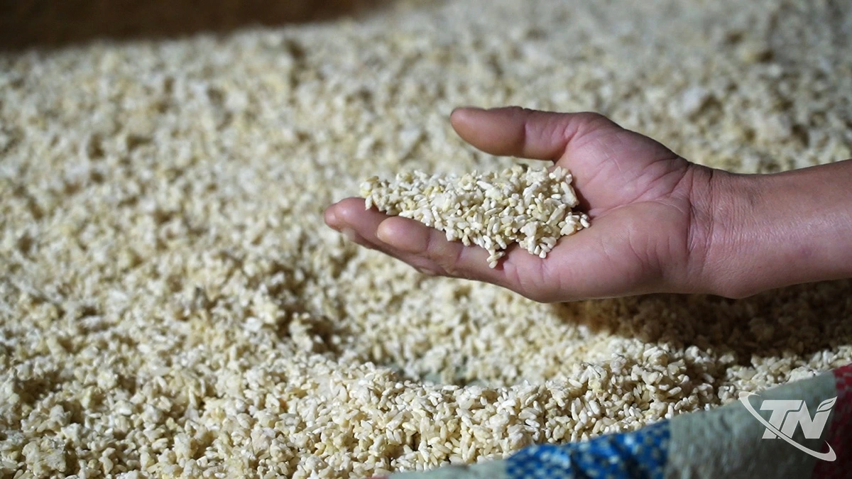 Lúa nếp thầu dầu là linh hồn của sản phẩm tương Úc Kỳ.