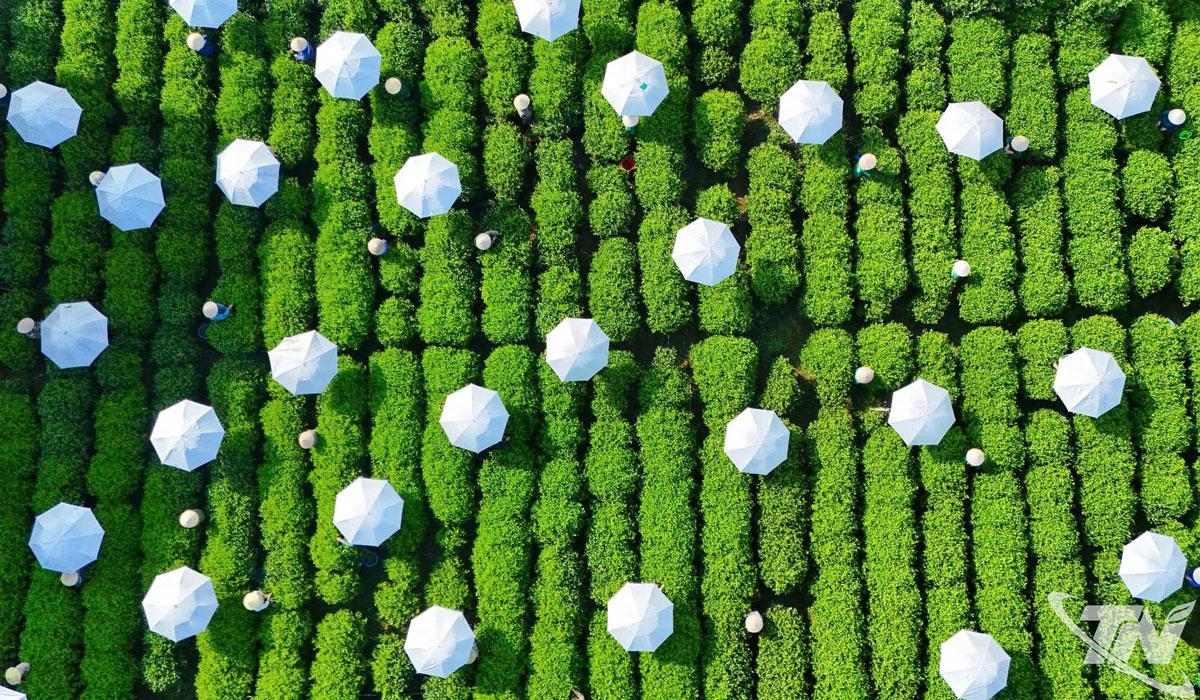 Làng nghề chè Tân Cương, Thái Nguyên.