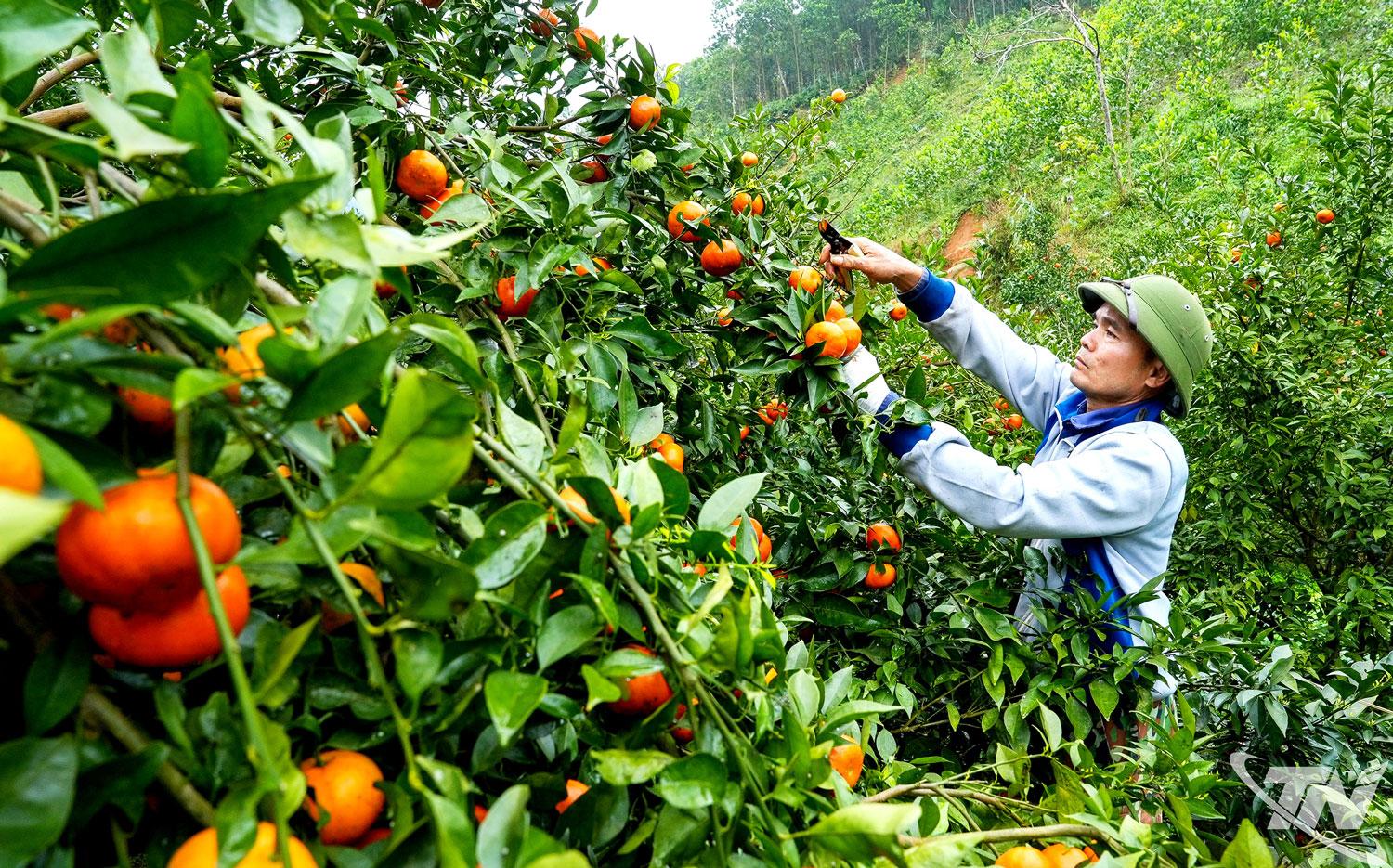 Nhiều nông dân trên địa bàn tỉnh đã đẩy mạnh ứng dụng khoa học kỹ thuật, liên kết sản xuất, nâng cao   hiệu quả kinh tế.