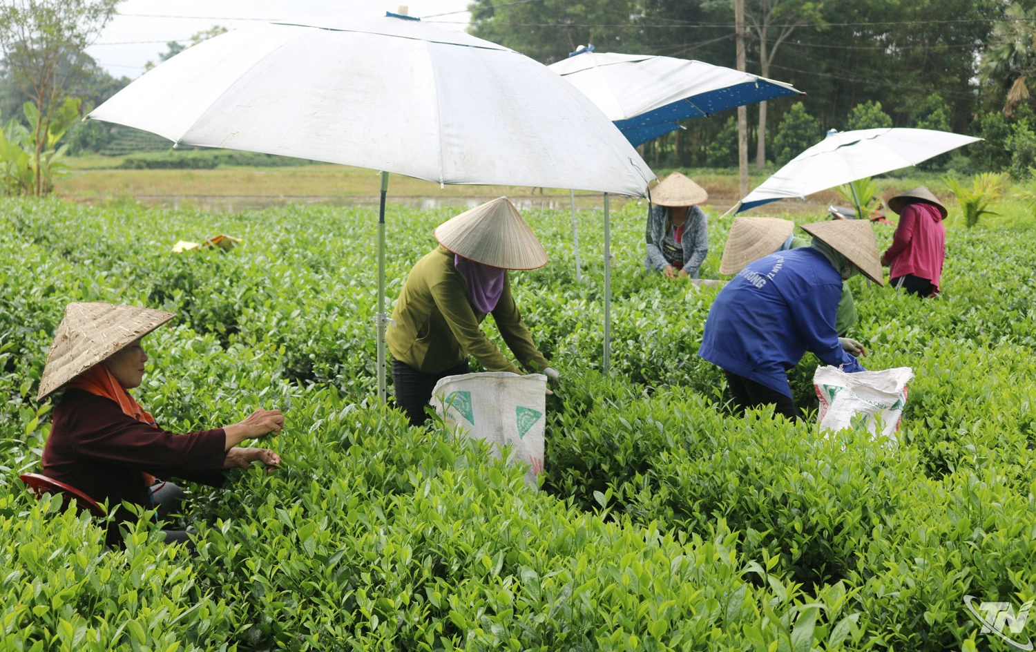 Để thu hái chè kịp lứa, nông dân xã Phú Lương tích cực làm đổi công.