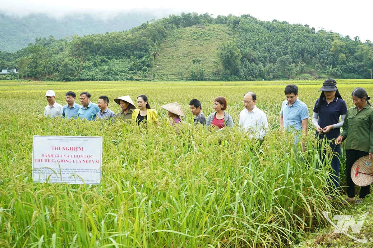 Lãnh đạo xã Kim Phượng    cùng đại diện các sở, ngành    của tỉnh, cơ quan chuyên môn    đánh giá, chọn lọc giống lúa mới.
