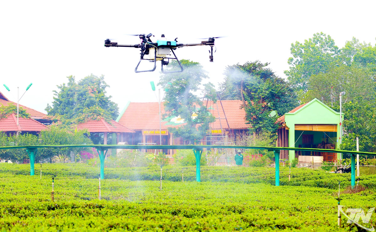 Người dân vùng chè Tân Cương ứng dụng công nghệ số trong khâu chăm sóc các đồi chè.