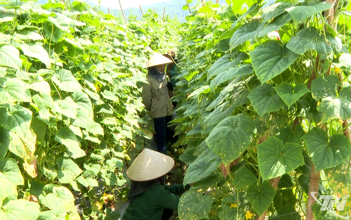 Mô hình trồng dưa chuột ở thôn Phiêng Kham (xã Cẩm Giàng) đem lại hiệu quả kinh tế khá cao cho các hộ thuộc nhóm nông dân cùng sở thích.