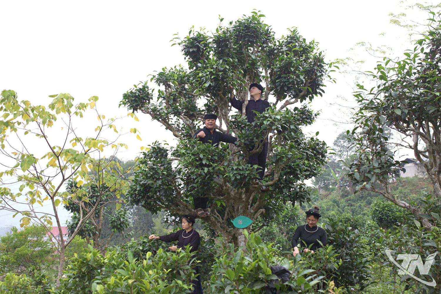 Mùa thu hoạch ở Làng nghề chè Shan tuyết Bằng Phúc.