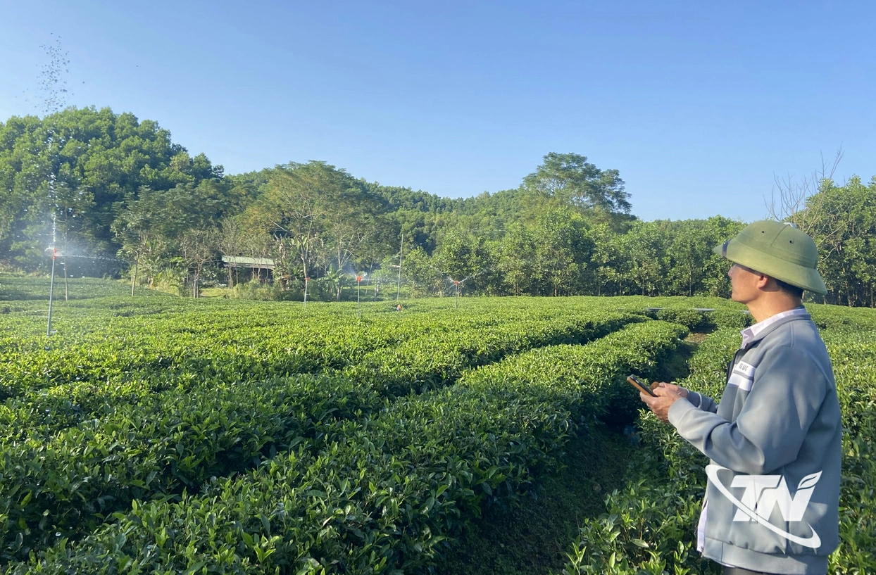 Nhiều hộ trồng chè ở Làng nghề chè Tân Thủy đã đầu tư hệ thống tưới tự động để nâng cao hiệu quả sản xuất.