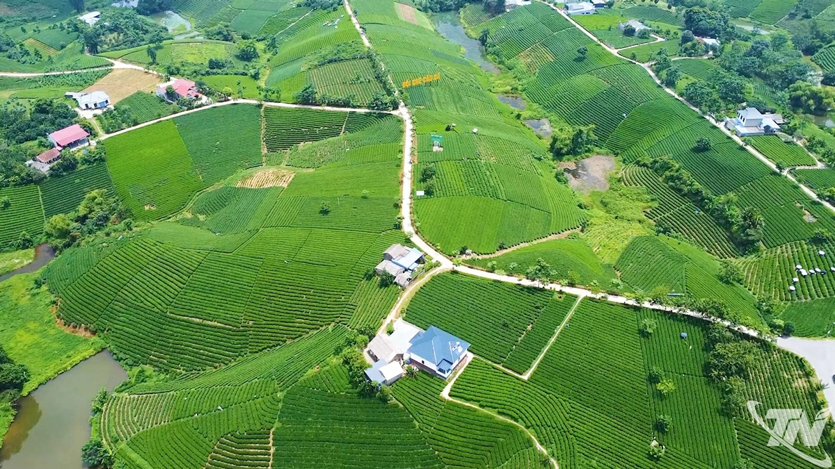 Tỉnh phấn đấu đưa cây chè trở thành cây đạt doanh thu 1 tỷ USD vào năm 2030. Trong ảnh: Vùng chè Cầu Đá, xã La Bằng có cảnh quan đẹp, có tiềm năng phát triển mạnh mô hình du lịch cộng đồng, trải nghiệm.