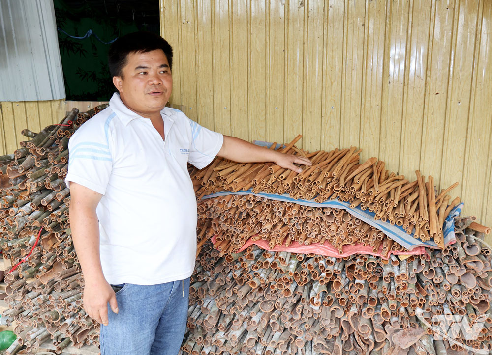 Anh Hà Văn Quynh, Giám đốc HTX Sản xuất và dịch vụ Quỳnh Dương (xã Yên Bình) sơ chế các sản phẩm quế thô như quế thanh, vỏ quế...