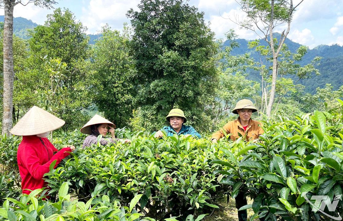 Cây chè Shan tuyết giúp người dân xã Yên Bình có thêm sinh kế, tăng thu nhập, nâng cao đời sống.