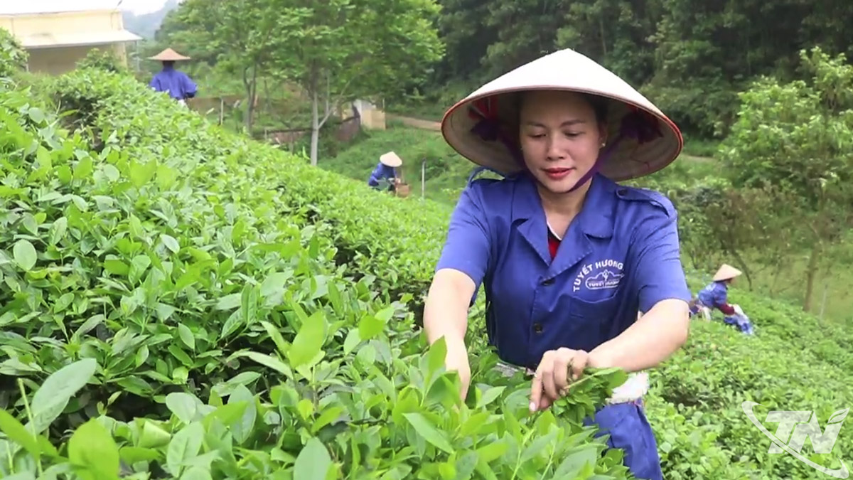 Thành viên HTX Tuyết Hương (xã Đồng Hỷ) thu hái chè.