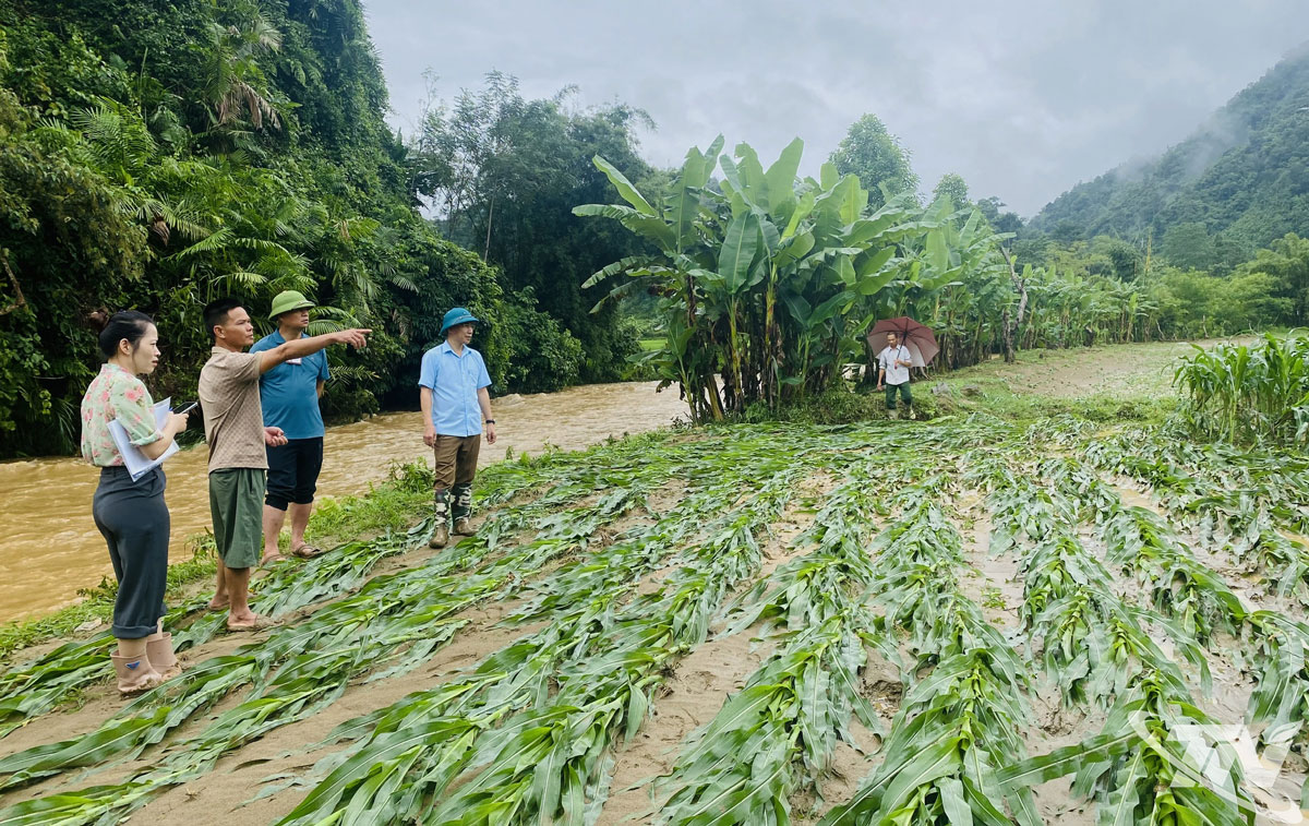 Một số diện tích cây ngô soi bãi của người dân thôn Nà Mỵ, xã Bằng Thành, bị gãy, đổ do lũ. Ảnh T.L