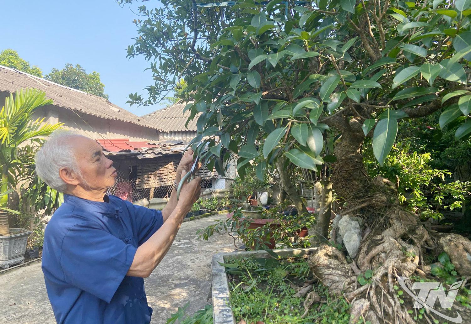 Dù tuổi cao nhưng ông Đỗ Ngọc Phùng vẫn dành tâm huyết lớn cho nghề sinh vật cảnh.