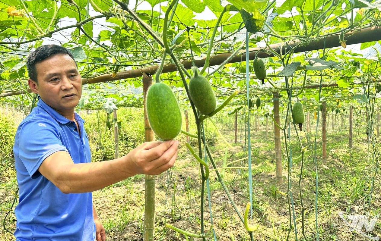 Vườn bí xanh thơm của gia đình ông Hoàng Văn Dụng sinh trưởng tốt, hứa hẹn vụ mùa bội thu.