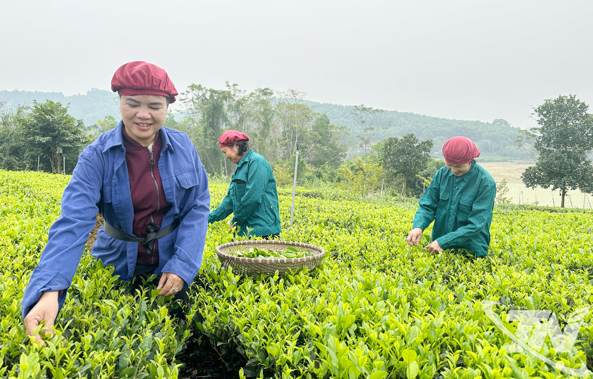 Người dân xóm Cà Phê (xã Đồng Hỷ) lựa chọn những nương chè đẹp nhất để thu hái, chế biến sản phẩm trưng bày tại Lễ hội.
