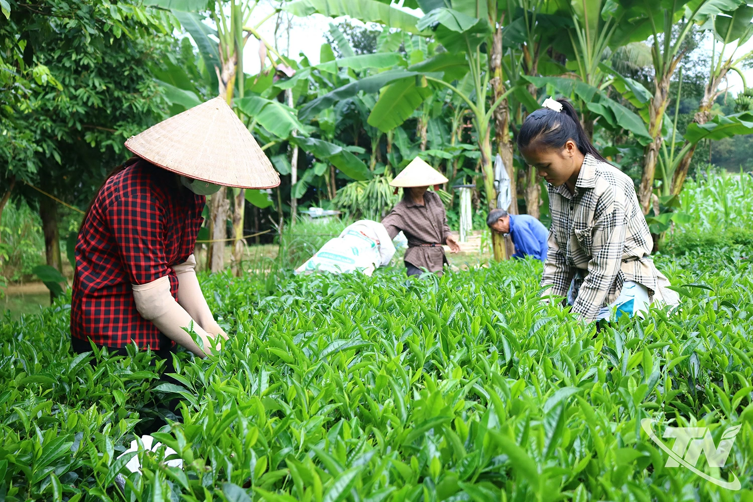 B&agrave; con x&oacute;m Ph&uacute; Thọ thu h&aacute;i ch&egrave; vụ đ&ocirc;ng.