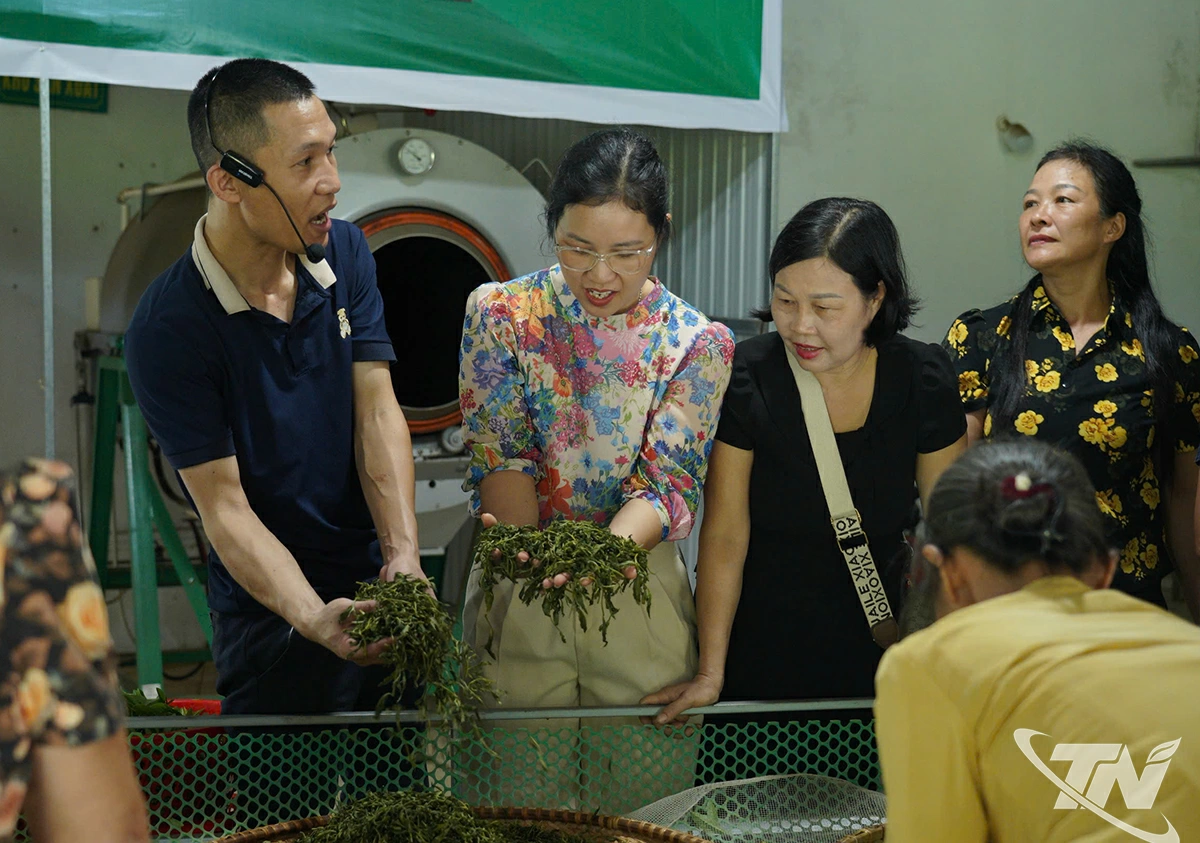  Du khách tham quan, trải nghiệm quy trình sản xuất sản phẩm chè    của HTX Tâm Trà Việt.