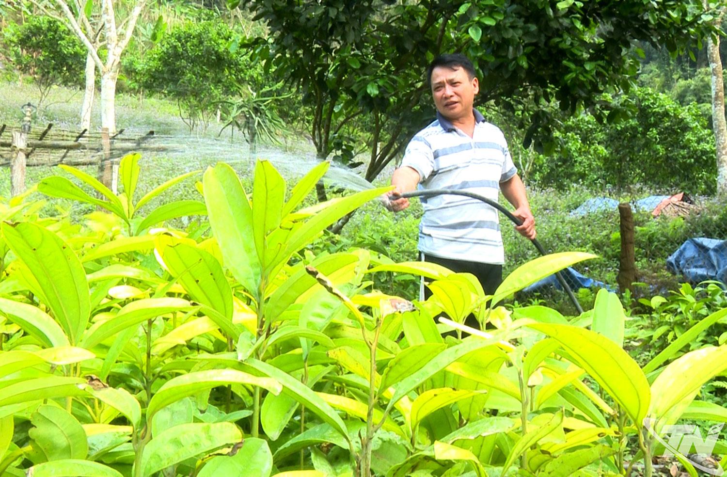 Gia đình ông Bùi Văn Sĩ (xã Yên Thịnh) phát   triển mô hình trồng quế kết hợp chăn nuôi   lợn bản địa, cho hiệu quả kinh tế ổn định. 