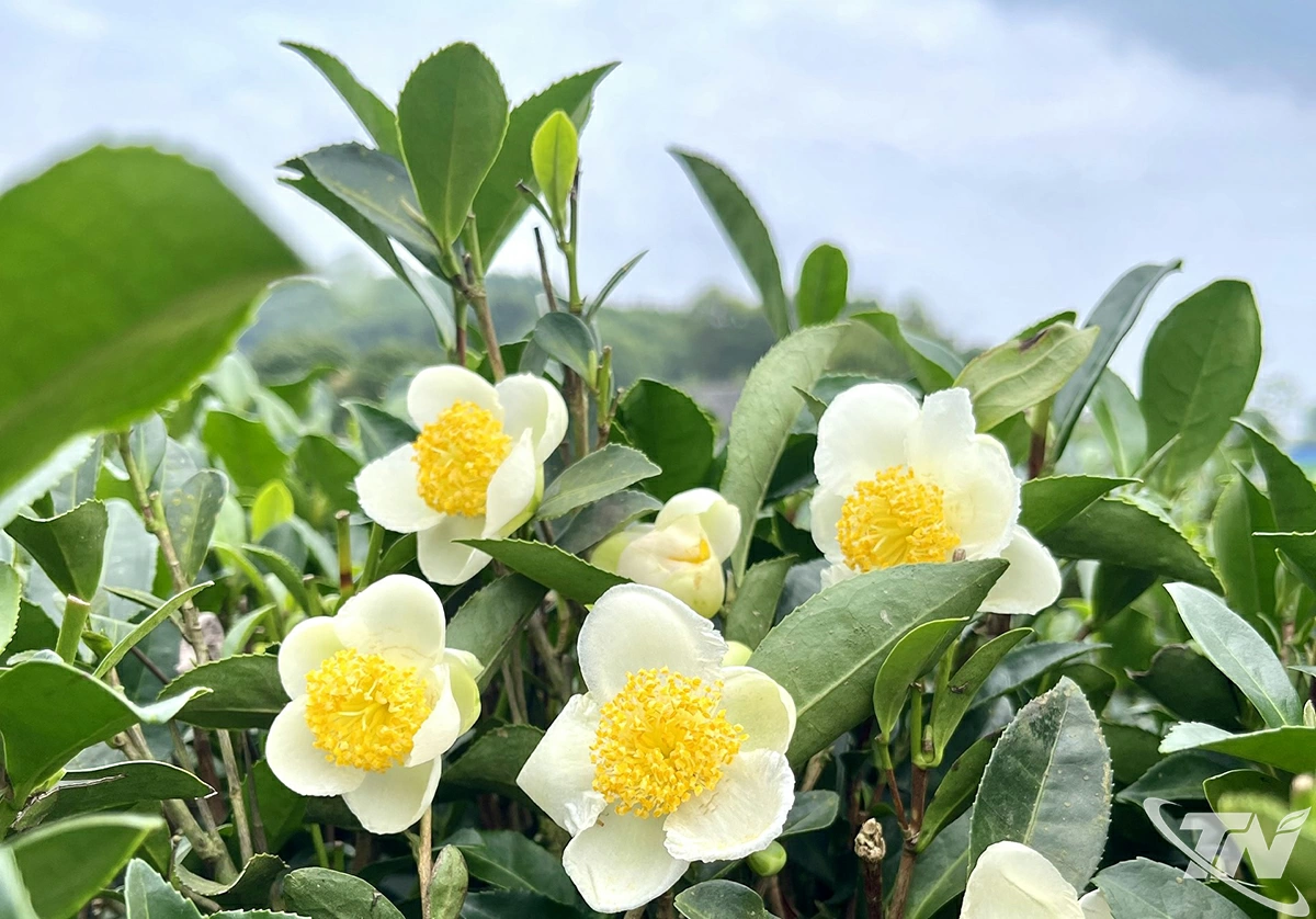 Những bông hoa chè xanh đang thời kỳ nở rộ.