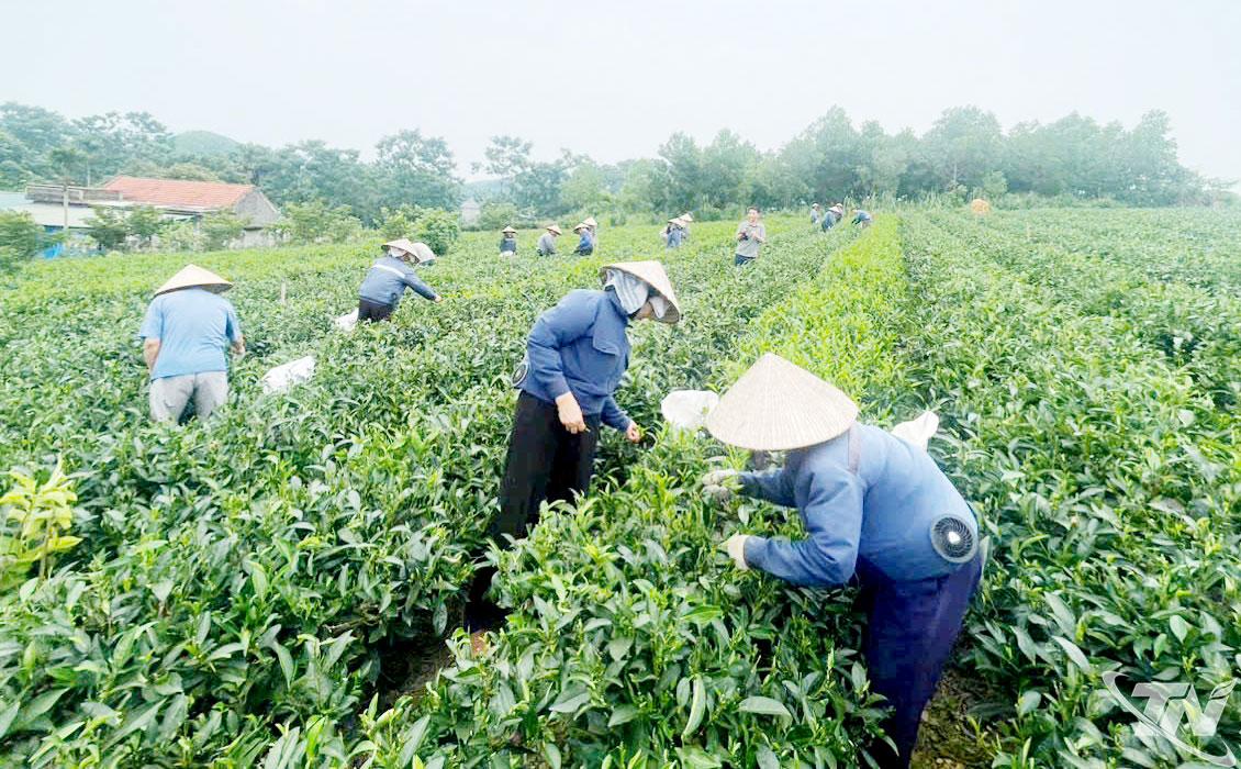 Bà con nhân dân xã Vô Tranh hỗ trợ nhau thu hái chè.