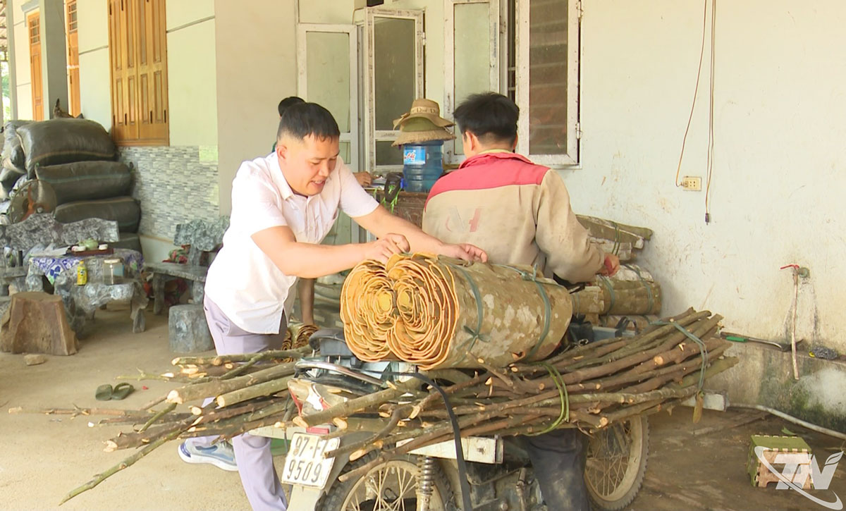 Tiểu thương thu mua quế cho người dân Tân Thành, phường Bắc Kạn