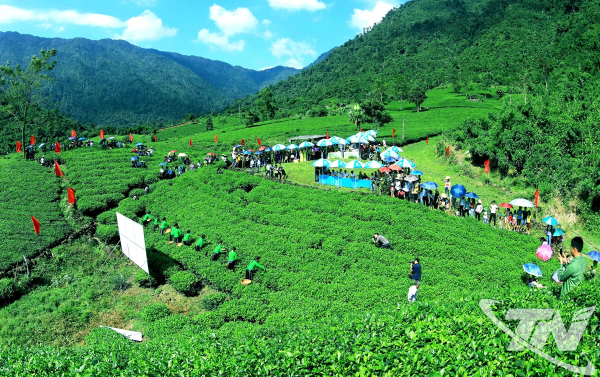 Người dân xã Tân Cương tự hào về vùng đất quê hương mình có sự xuất hiện của cây chè từ hàng trăm năm nay. Trong ảnh: Hội thi hái chè ở Tân Cương.