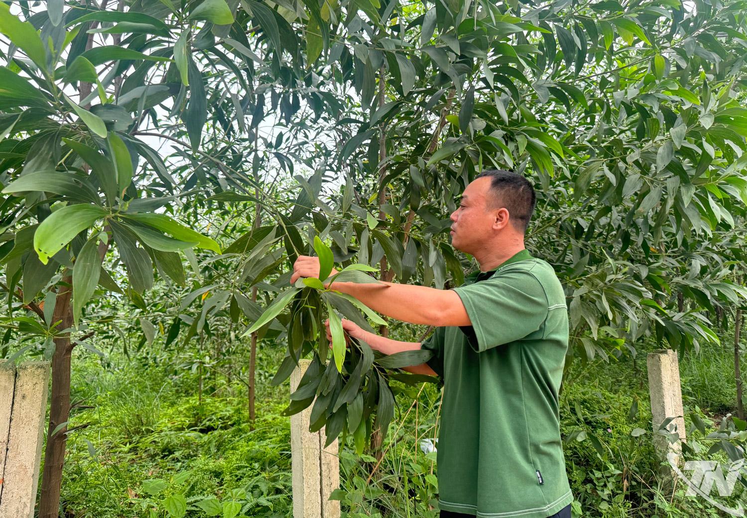 Nhiều hộ dân ở tổ dân phố Nông Trường thoát nghèo, vươn lên ổn định cuộc sống nhờ phát huy hiệu quả kinh tế đồi rừng.