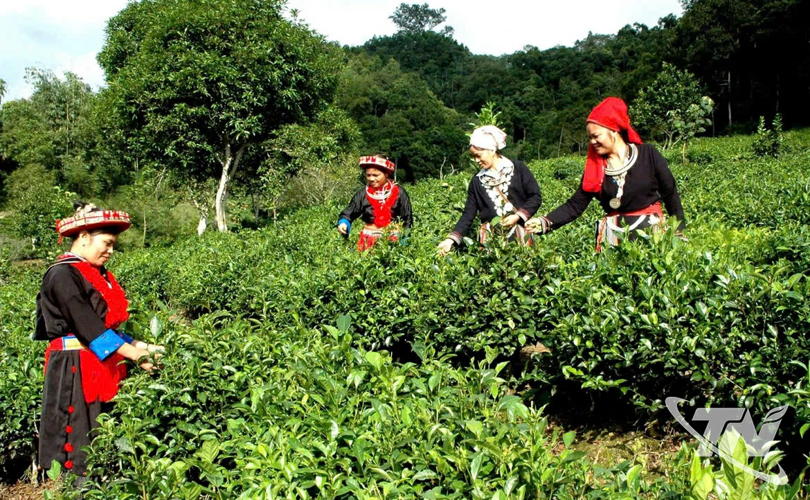 Đồng bào người Dao thôn Phiêng An sản xuất chè theo tiêu chuẩn VietGAP.